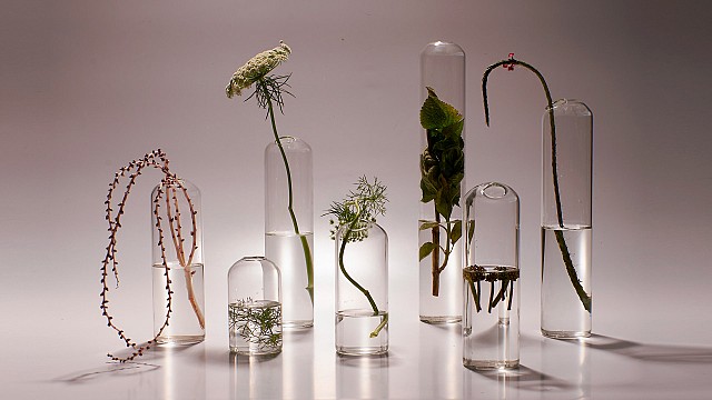 Sabellida