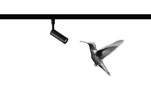 Colibr&igrave;