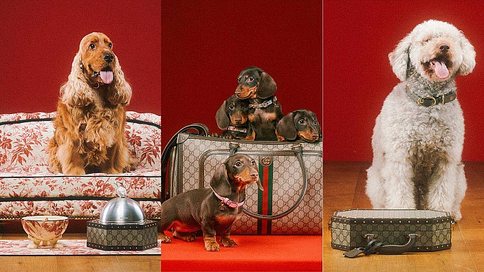 The article: UNVEILING THE GUCCI PET COLLECTION