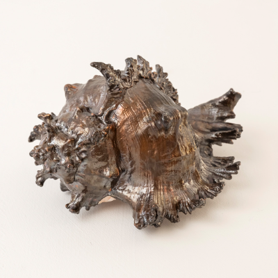 Spiny Conch, 2025