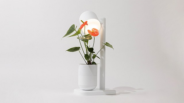 Moss brings nature indoors as a revolution in indoor gardening with &lsquo;Grow Lamp&rsquo;