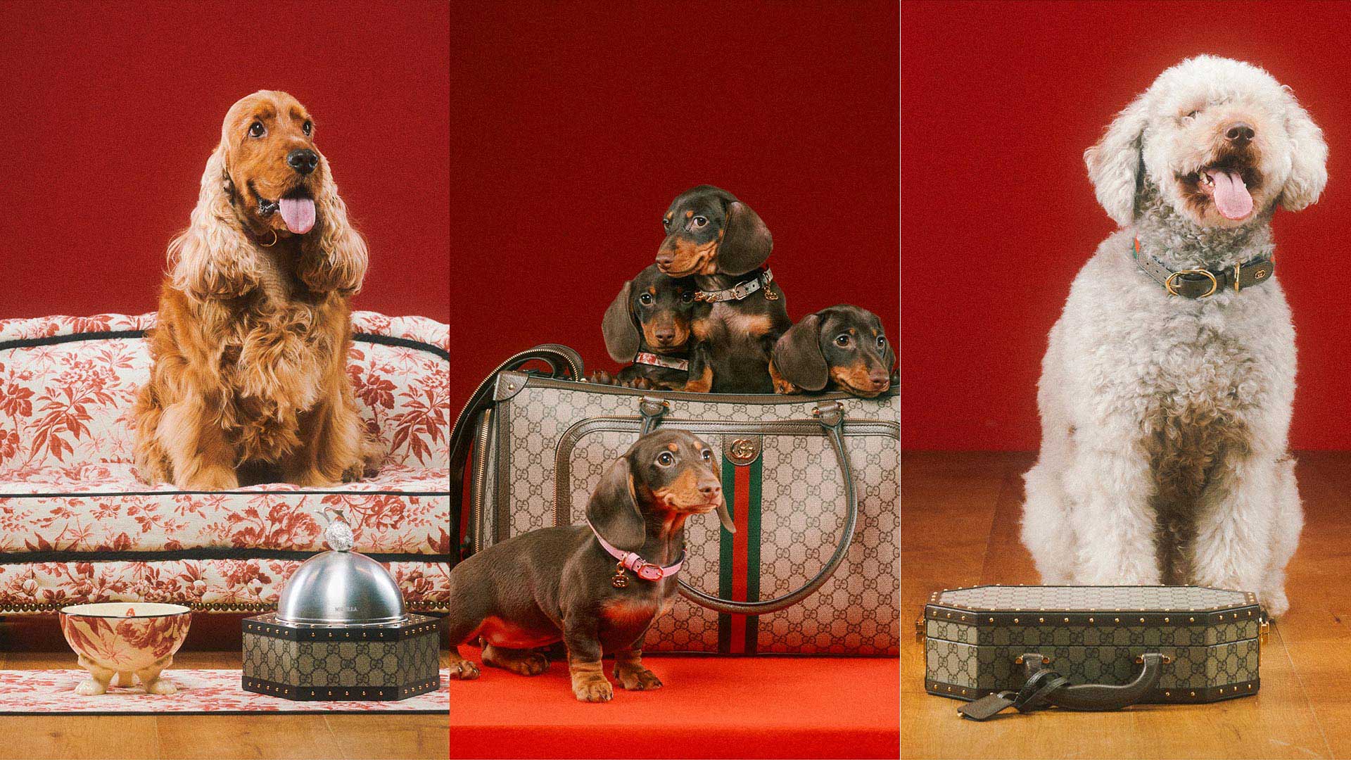 The Gucci Pet Collection is unveiled through a series of pet