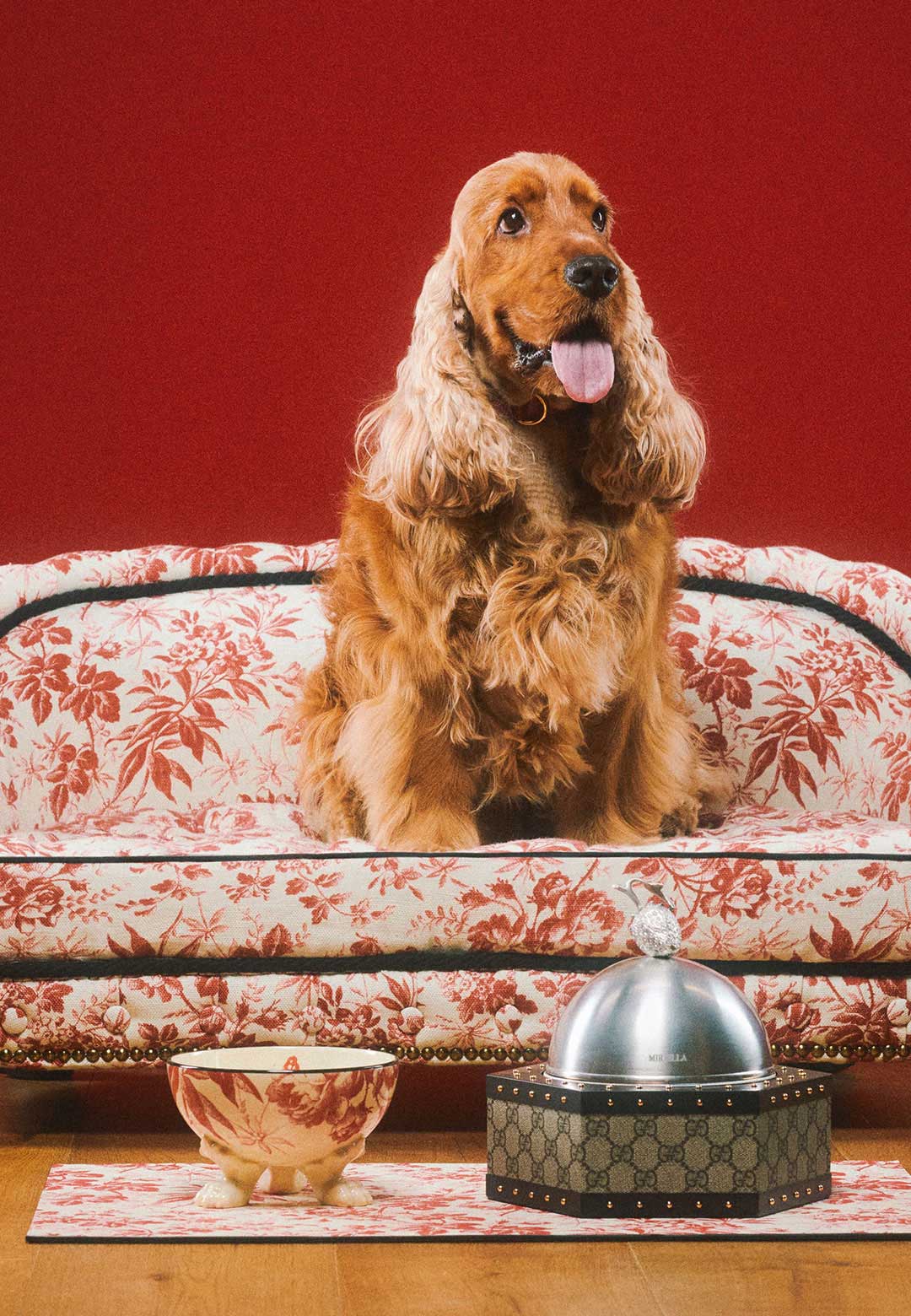 Gucci styles the pet empire with its latest pet collection