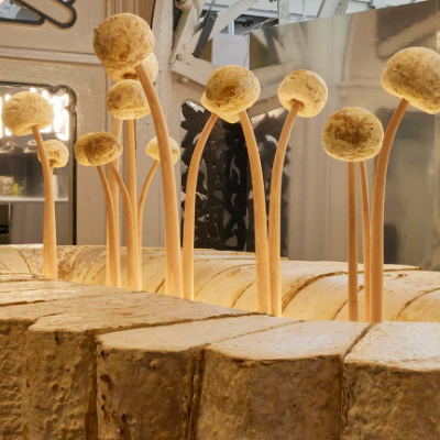 WeWantMore creates an experimental bar with mycelium that grows in time