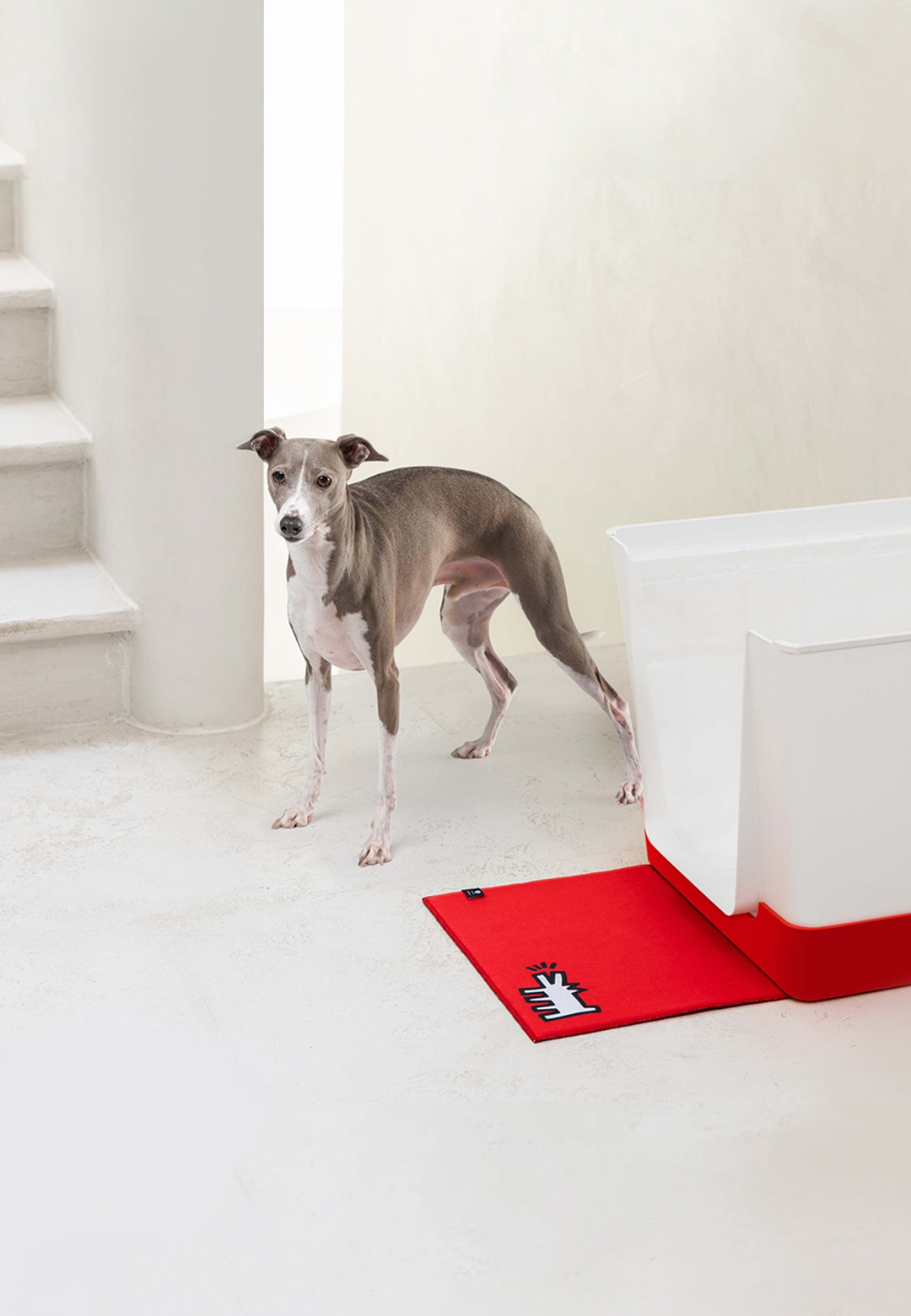 Alain Courchesne explores product design for pets blending playfulness and practicality