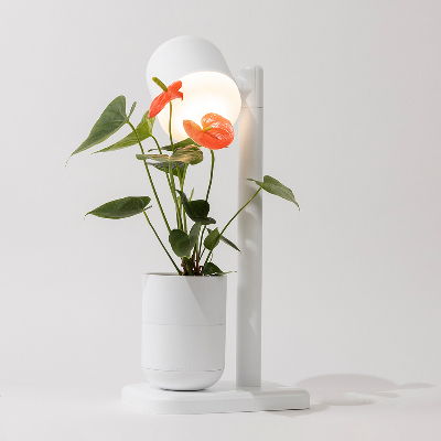 Moss brings nature indoors as a revolution in indoor gardening with &lsquo;Grow Lamp&rsquo;