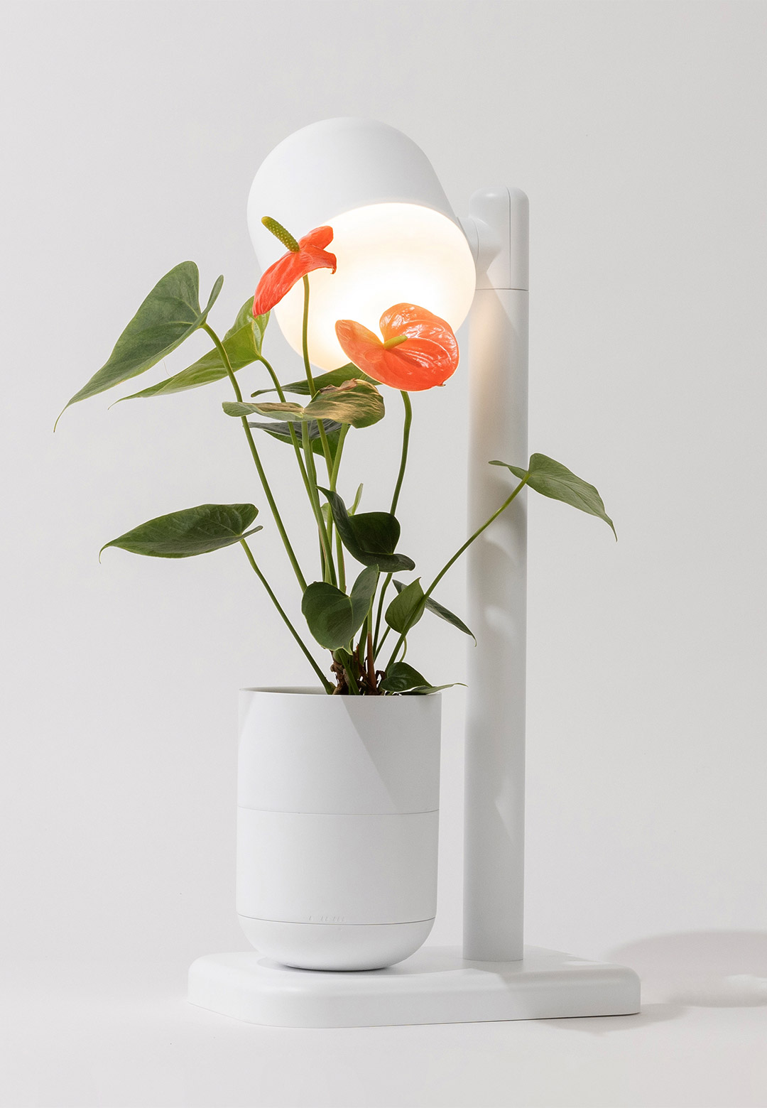 Moss brings nature indoors as a revolution in indoor gardening with ‘Grow Lamp’