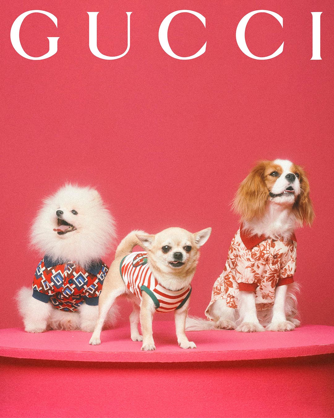 Dog, Gucci Dog Shirt