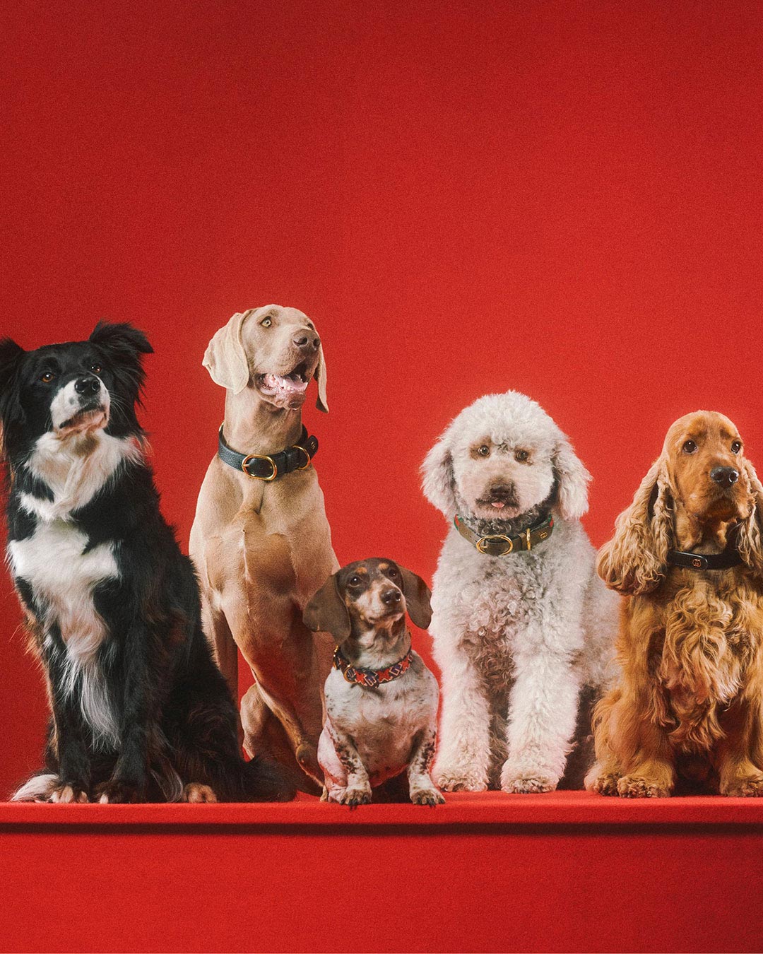 Gucci Pet Collection: Gucci Has Debuted Its First Pet Line