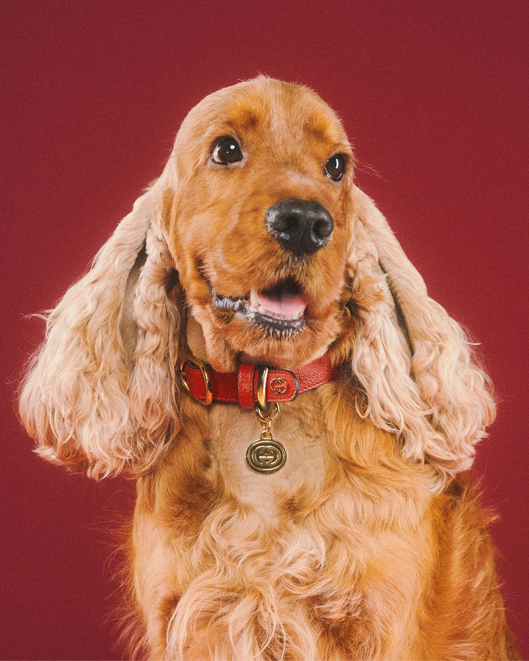 The article: UNVEILING THE GUCCI PET COLLECTION