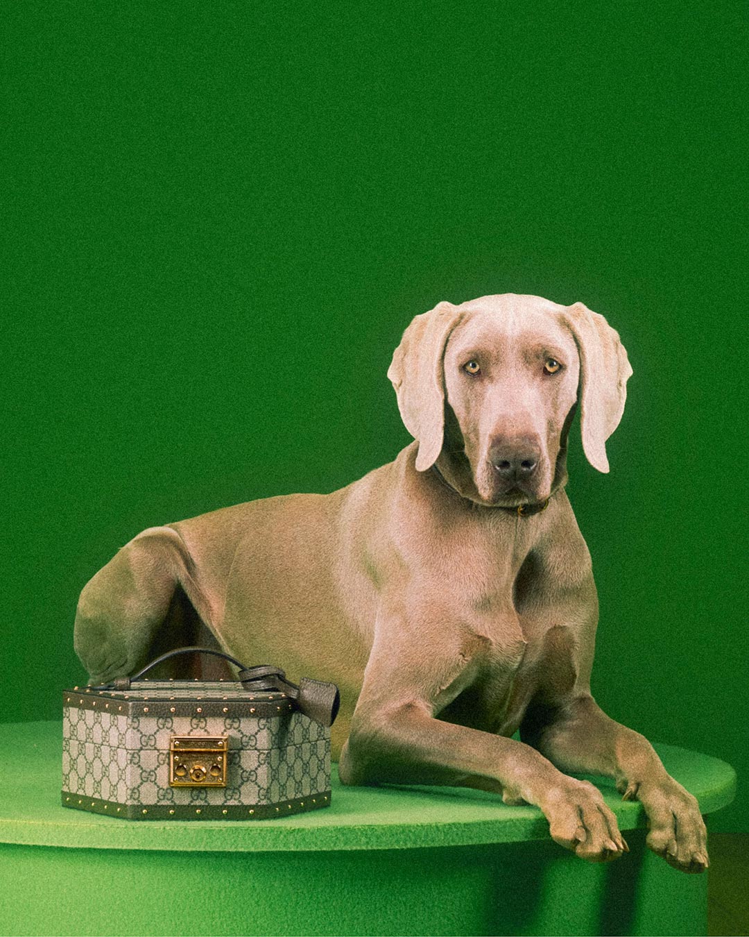 Gucci styles the pet empire with its latest pet collection