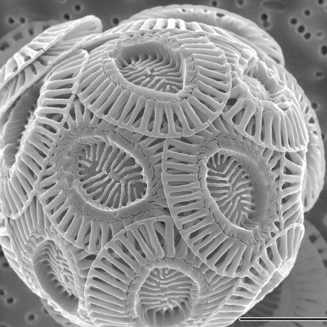 this-algae-grown-limestone-envisions-a-carbon-neutral-future-of-construction
